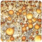 Псилоцибиновые (галлюциногенные)  грибы Psilocybin "Golden Teacher" в Стародубе