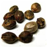 Семена марихуаны АК-47  (Seeds AK-47) в Стародубе